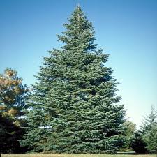 Attēlu rezultāti vaicājumam “Abies concolor”