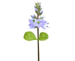 Image result for Veronica officinalis