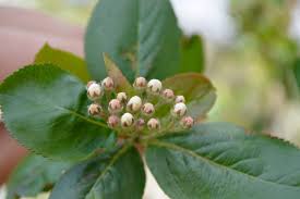 Attēlu rezultāti vaicājumam “Aronia melanocarpa bud”