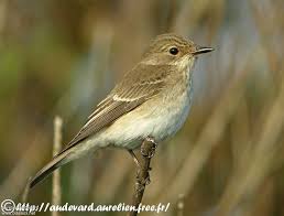 Attēlu rezultāti vaicājumam “Muscicapa striata adult”