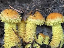 Attēlu rezultāti vaicājumam “Pholiota flammans”