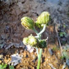 Attēlu rezultāti vaicājumam “Hieracium murorum bud”