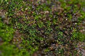 Attēlu rezultāti vaicājumam “Gyroweisia tenuis”