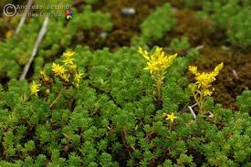 Image result for Mauerpfeffer