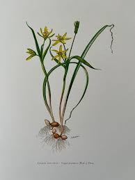 Attēlu rezultāti vaicājumam “Gagea pratensis flower”