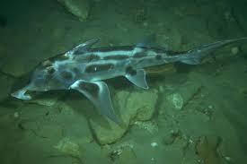 Image result for Callorhinchus capensis