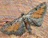 Attēlu rezultāti vaicājumam “Eupithecia icterata”