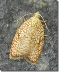 Attēlu rezultāti vaicājumam “Acleris forsskaleana”