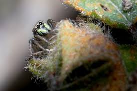 Attēlu rezultāti vaicājumam “Heliophanus sp.”