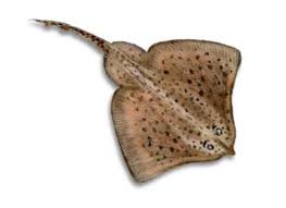 Image result for Raja montagui