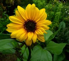 Image result for Helianthus annuus