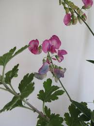 Attēlu rezultāti vaicājumam “Lathyrus latifolius leaf”