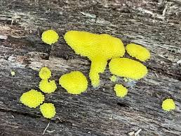 Attēlu rezultāti vaicājumam “Lindbladia tubulina spores”