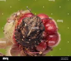 Attēlu rezultāti vaicājumam “Eurygaster testudinaria nymph”