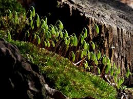 Attēlu rezultāti vaicājumam “Bryum capillare”