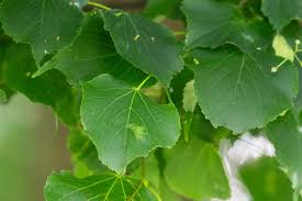 Attēlu rezultāti vaicājumam “Tilia platyphyllos Laciniata leaf”