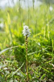 Attēlu rezultāti vaicājumam “Bistorta vivipara flower”