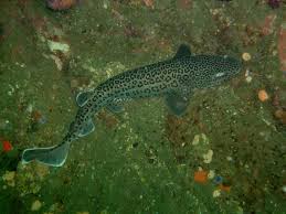 Image result for Poroderma pantherinum