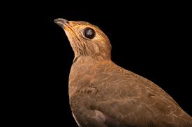 Image result for Glareola maldivarum