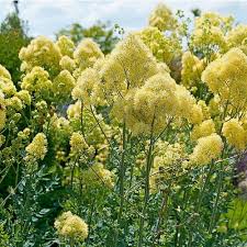 Attēlu rezultāti vaicājumam “Thalictrum flavum leaf”