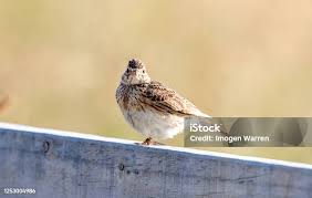 Attēlu rezultāti vaicājumam “Alauda arvensis adult”