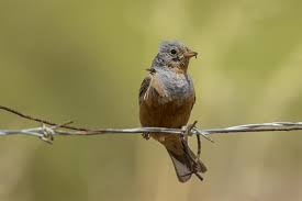 Image result for Emberiza caesia