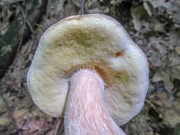 Attēlu rezultāti vaicājumam “Tricholoma flavovirens”