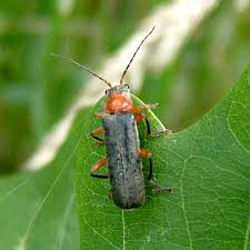 Attēlu rezultāti vaicājumam “Cantharis figurata”