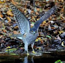 Attēlu rezultāti vaicājumam “Accipiter nisus”
