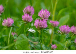 Attēlu rezultāti vaicājumam “Trifolium pratense”