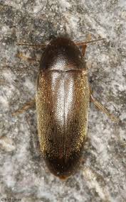 Attēlu rezultāti vaicājumam “Melandrya dubia”