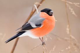 Attēlu rezultāti vaicājumam “Pyrrhula pyrrhula male”