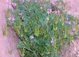 Attēlu rezultāti vaicājumam “Erodium cicutarium”