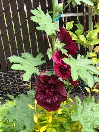 Attēlu rezultāti vaicājumam “Alcea rosea leaf”