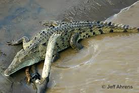 Image result for Crocodylus acutus
