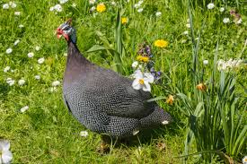 Attēlu rezultāti vaicājumam “Numida meleagris”