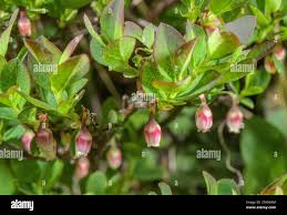 Attēlu rezultāti vaicājumam “Vaccinium uliginosum bud”