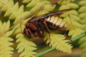 Attēlu rezultāti vaicājumam “Cimbex luteus”