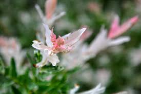 Attēlu rezultāti vaicājumam “Salix x doniana flower”