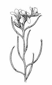 Attēlu rezultāti vaicājumam “Sisymbrium altissimum leaf”