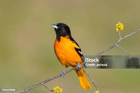 Image result for Icterus galbula