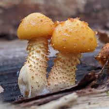 Attēlu rezultāti vaicājumam “Tubifera ferruginosa subsp. acutissima young”