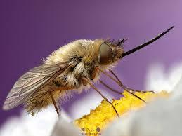 Attēlu rezultāti vaicājumam “Bombyliidae”