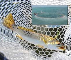 Image result for Cynoscion nebulosus