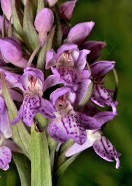 Attēlu rezultāti vaicājumam “Dactylorhiza majalis subsp. baltica flower”