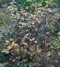 Attēlu rezultāti vaicājumam “Lonicera caerulea var. pallasii”