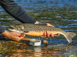 Image result for Salvelinus alpinus taranetzi