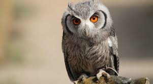 Image result for Otus scops