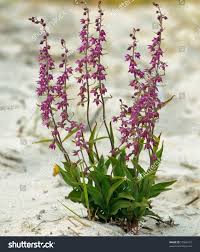 Attēlu rezultāti vaicājumam “Epipactis atrorubens flower”