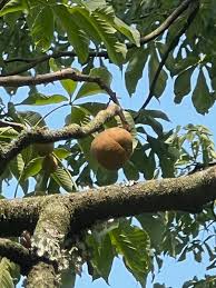 Attēlu rezultāti vaicājumam “Aesculus flava fruit”